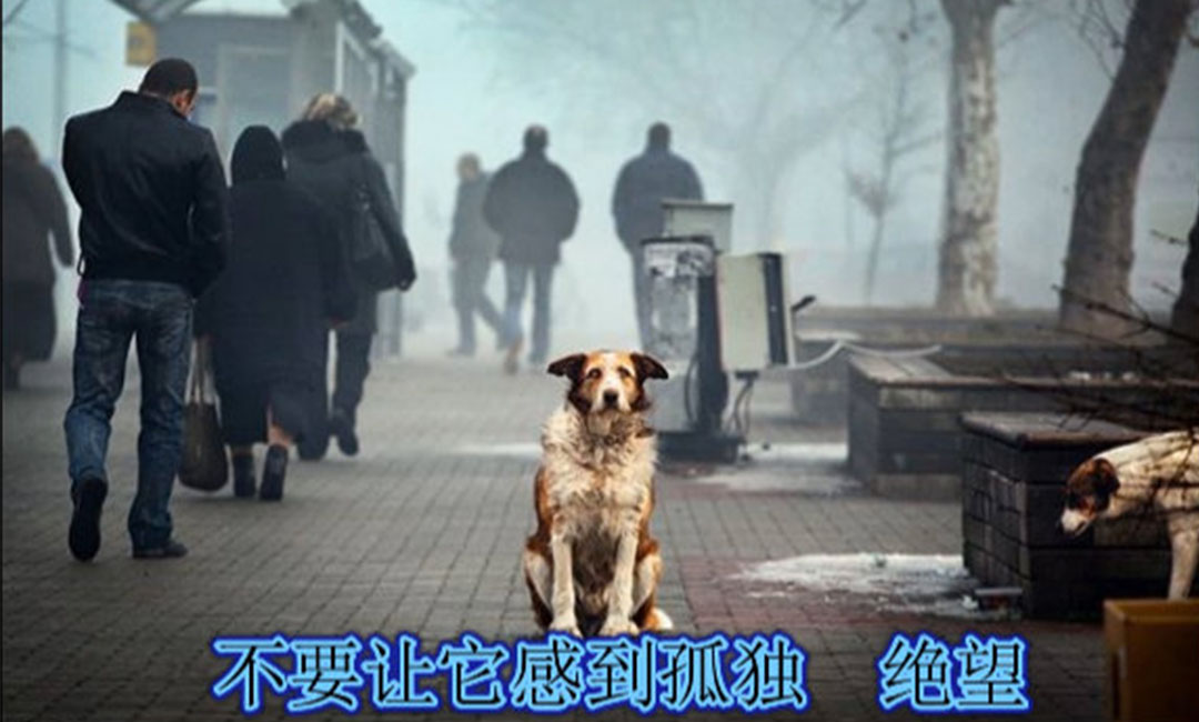 温州温州爱影圈微博微信转发案例